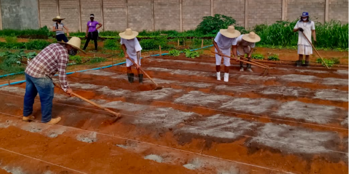 Parceria viabiliza treinamento e ampliação do cultivo de hortaliças no Case de Formosa