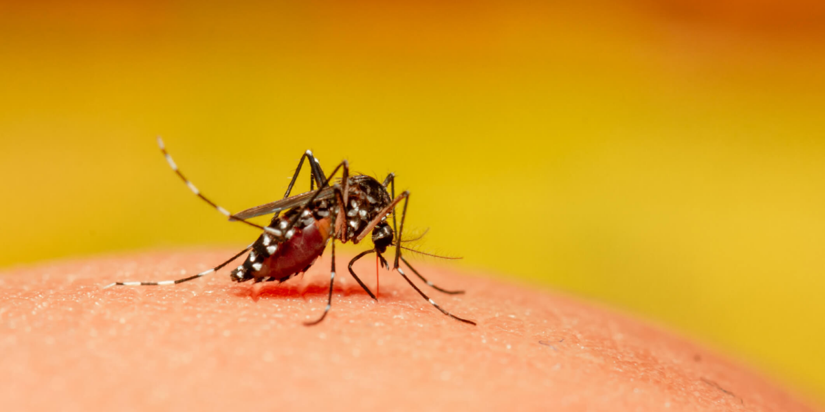 Saúde alerta população para combate ao mosquito da dengue