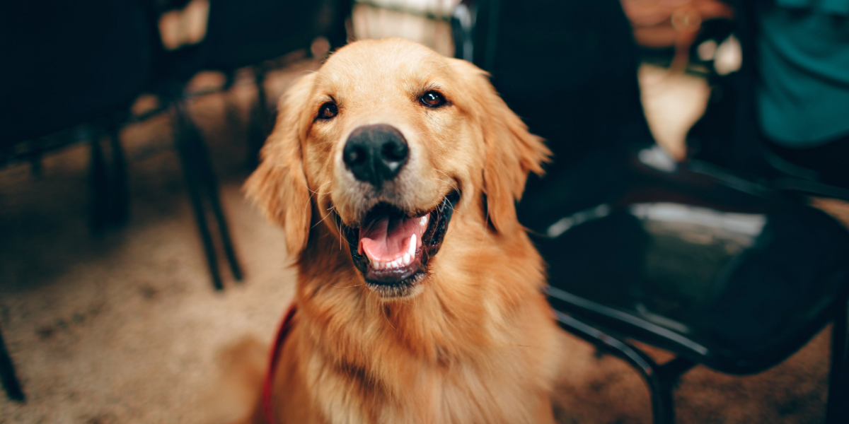 Vacinação antirrábica de cães e gatos em Goiânia acontece aos sábados