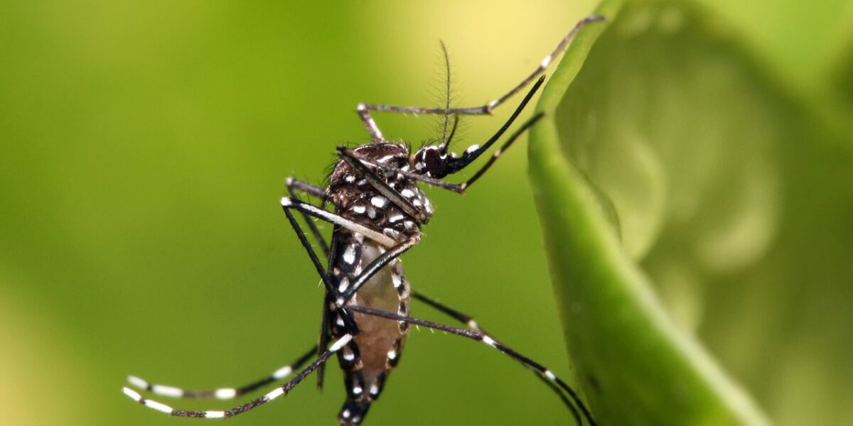 Dengue em Goiás: alta de 200% dos casos e quatro mortes confirmadas