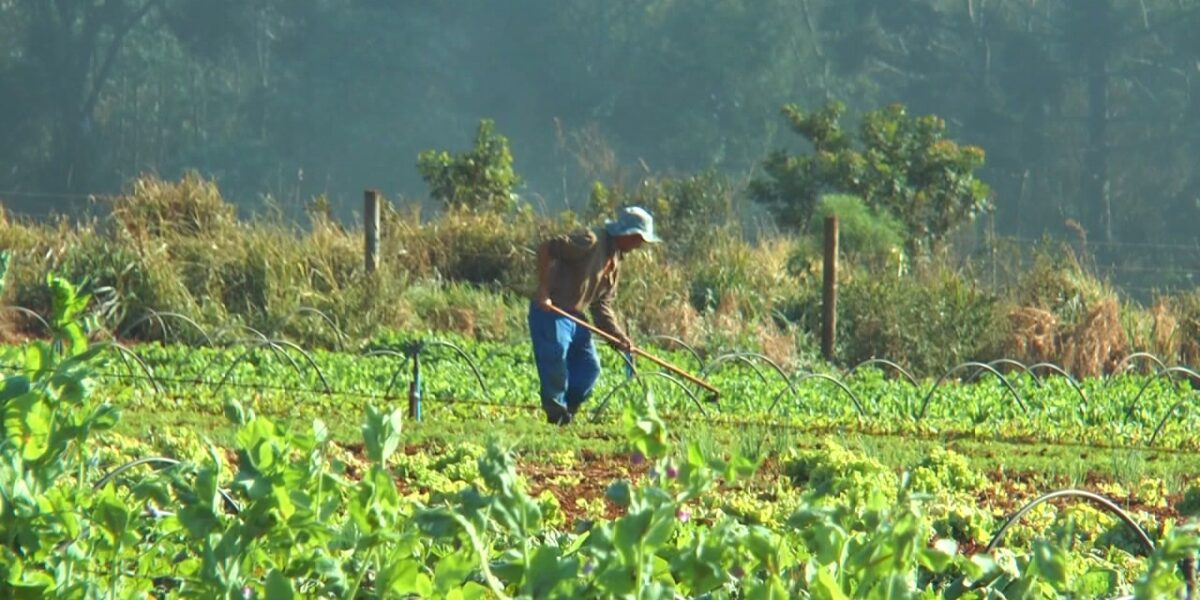 FCO destina R$ 36 milhões aos produtores rurais de Goiás