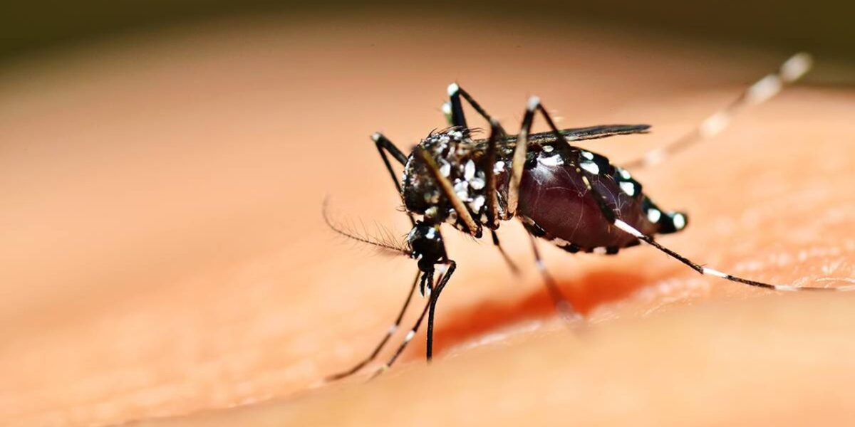 Saúde de Goiás reforça pedido por cuidados preventivos contra a dengue
