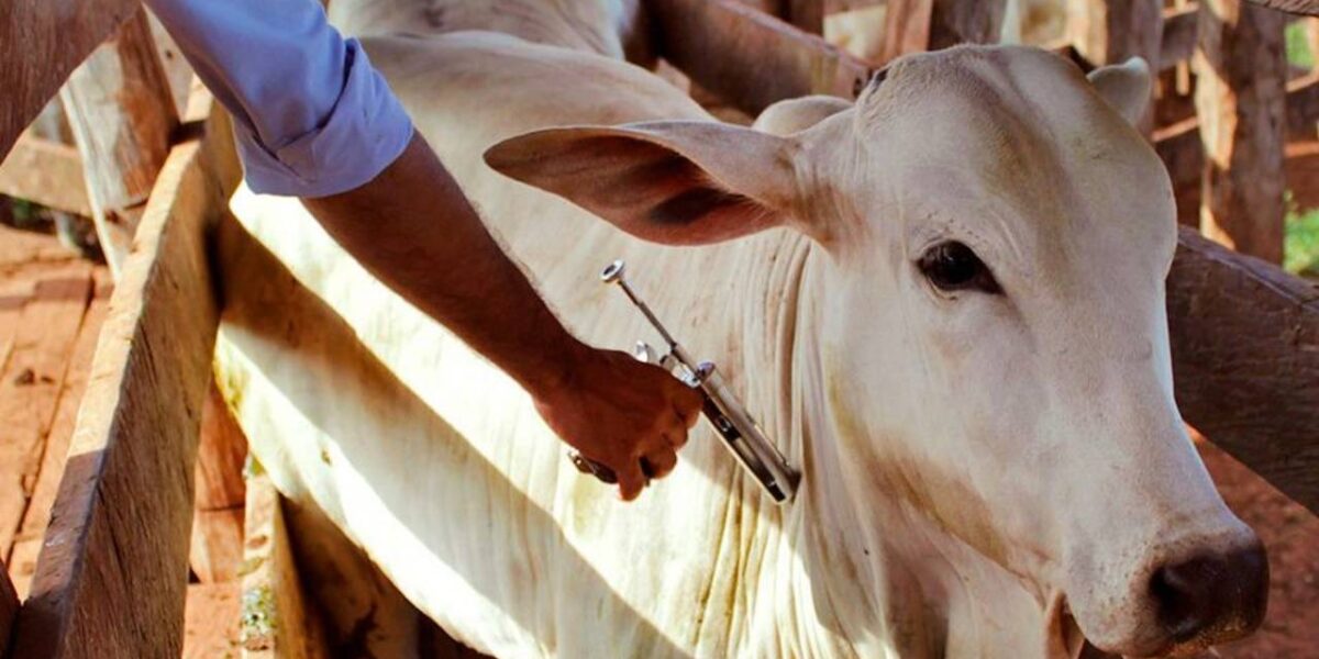 Começou hoje no Estado a campanha de vacinação contra febre aftosa