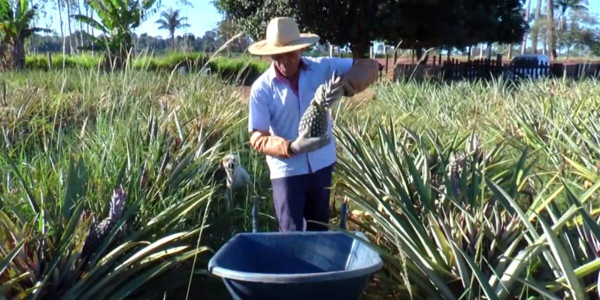 Produção agrícola goiana cresce, com reflexos na renda e nos empregos gerados no campo