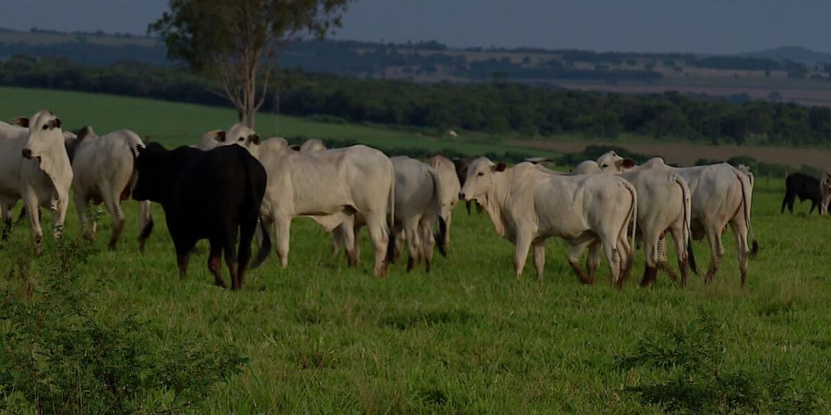 Governo de Goiás espera reestabelecimento das exportações de carne