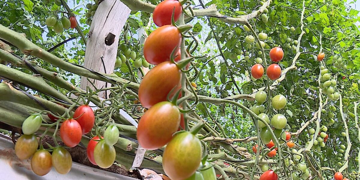 Goiás deve bater recorde na produção de tomate este ano