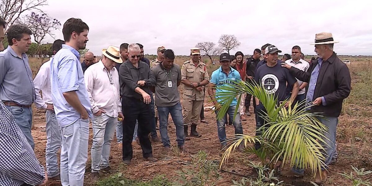 Representantes de Israel visitam projeto de fruticultura em Flores de Goiás